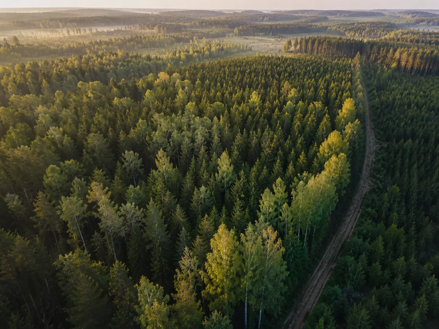 Eesti metsamaa ja metsakinnistu tervikvaade